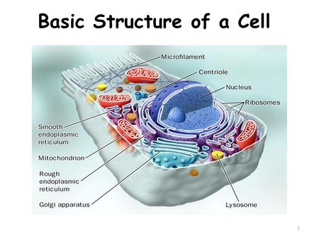 Basic Structure of a Cell