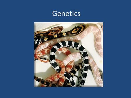 Genetics. 1. What is a chromosome? 2. Where are chromosomes located? A threadlike structure of DNA and protein that contains genetic information. In eukaryotes.