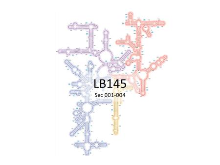 LB145 Sec 001-004. Today’s Outline HAND IN Homework1– front of classroom. StudyNotes2 due on Thursday – see website. Announcements: – LB145 Tutorial!