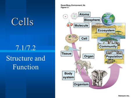 Cells 7.1/7.2 Structure and Function Discovery of Cells The invention of the lens Robert Hooke (1665): observed a thin slice of cork with a microscope.