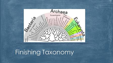 Finishing Taxonomy. Domain Kingdom Phylum (sub-phylum) Class Order Family Genus Species The Phylogenetic Tree Do Kangaroos Prefer Chocolate Or Fruit Generally.