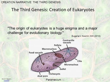 The Third Genesis: Creation of Eukaryotes CREATION NARRATIVE: THE THIRD GENESIS The origin of eukaryotes is a huge enigma and a major challenge for evolutionary.