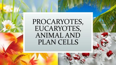 PROCARYOTES, EUCARYOTES, ANIMAL AND PLAN CELLS. PROCARYOTES PROKARYOTIC CELLS HAVE NO NUCLEUS. ALL PROKARYOTES ARE TINY AND CONSIST OF SINGLE CELLS. BACTERIA.