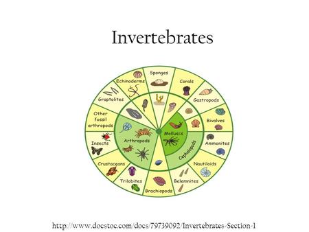 Invertebrates http://www.docstoc.com/docs/79739092/Invertebrates-Section-1.