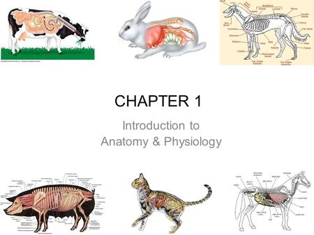 Introduction to Anatomy & Physiology