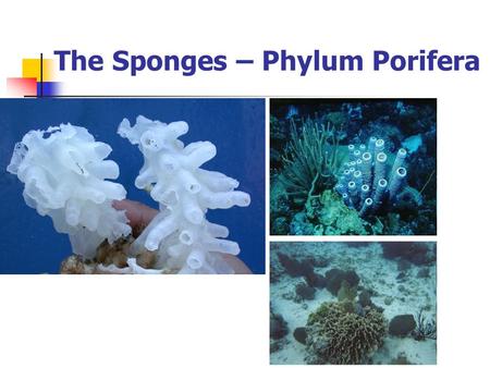 The Sponges – Phylum Porifera