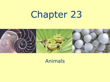 Copyright © 2009 Pearson Education, Inc., publishing as Pearson Benjamin Cummings. BIOLOGY A GUIDE TO THE NATURAL WORLD FOURTH EDITION DAVID KROGH Animals.