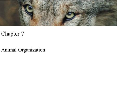 Opener Chapter 7 Chapter 7 Animal Organization. Pattern of Organization Asymmetry – i.e. ameoba Symmetry –Radial symmetry- tube coral pulp –Bilateral.