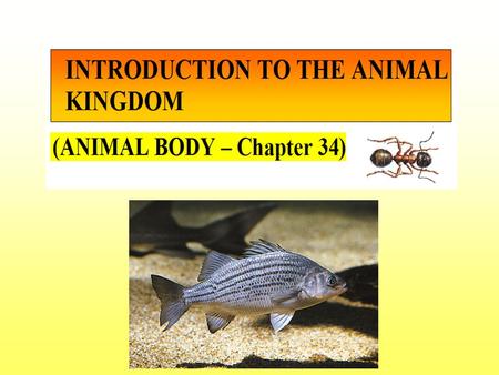 Animals = invertebrates and vertebrates (95% of all animals are invertebrates)