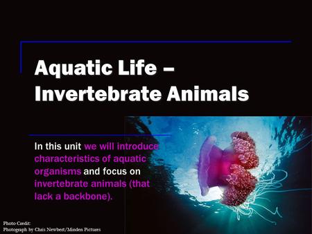 Photo Credit: Photograph by Chris Newbert/Minden Pictures Aquatic Life – Invertebrate Animals In this unit we will introduce characteristics of aquatic.