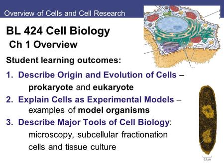 Overview of Cells and Cell Research BL 424 Cell Biology Ch 1 Overview Student learning outcomes: 1. Describe Origin and Evolution of Cells – prokaryote.