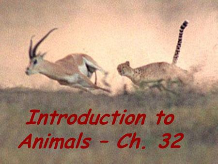 Introduction to animals