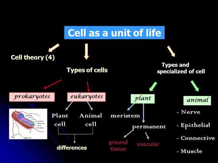 Cell as a unit of life Cell theory (4) Types of cells Types and specialized of cell prokaryoteseukaryotes Plant cell Animal cell animal plant meristem.