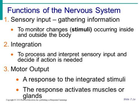 Functions of the Nervous System Slide 7.1a Copyright © 2003 Pearson Education, Inc. publishing as Benjamin Cummings 1.Sensory input – gathering information.