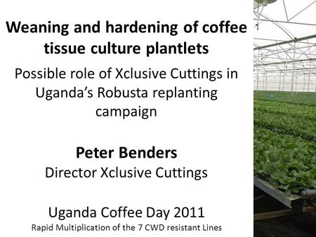 Weaning and hardening of coffee tissue culture plantlets Possible role of Xclusive Cuttings in Uganda’s Robusta replanting campaign Peter Benders Director.