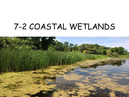 7-2 COASTAL WETLANDS.