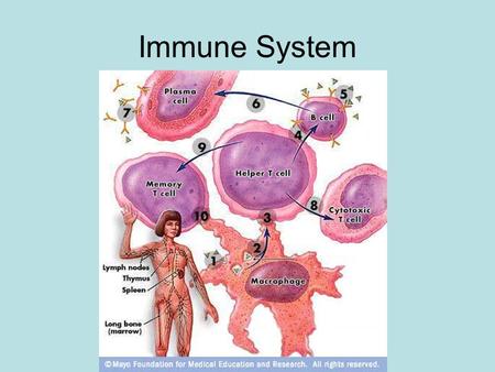 Immune System.