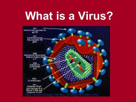 What is a Virus?