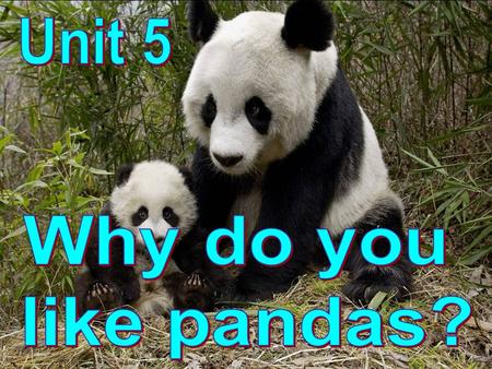 Some volunteers are wanted for Pie Club.Do you know the animals? What animals do you like? Why? What do you know about them? And what can you do for.