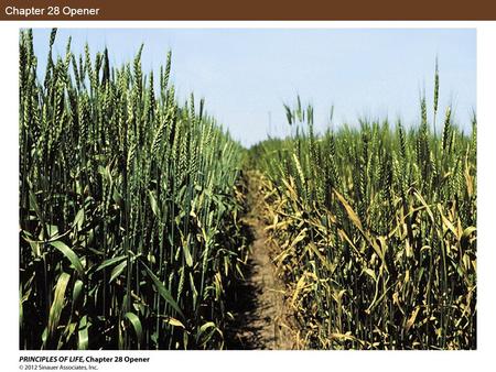 Chapter 28 Opener. Figure 28.1 Pathogens Induce Plant Resistance.