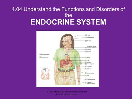 4.04 Understand the Functions and Disorders of the ENDOCRINE SYSTEM