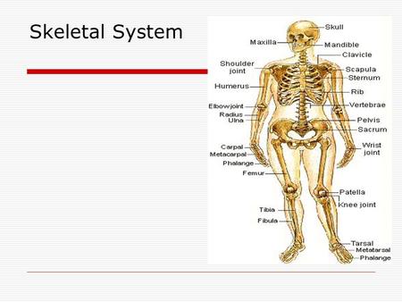 Skeletal System.