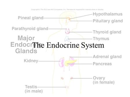 The Endocrine System.