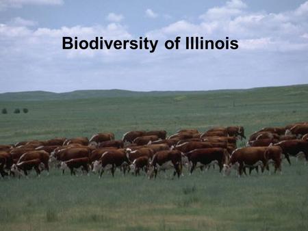 Biodiversity of Illinois. Biodiversity The number and variety of organisms found within a specified geographic region. Three levels: –Genes –Species –Ecosystems.