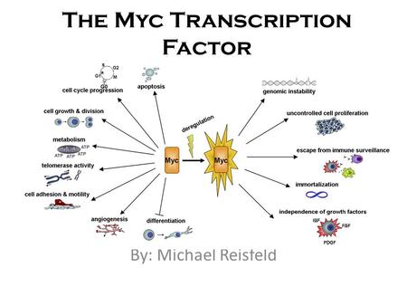 The Myc Transcription Factor