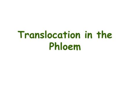 Translocation in the Phloem