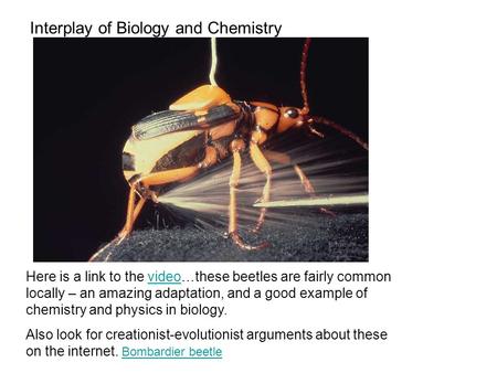 Interplay of Biology and Chemistry Here is a link to the video…these beetles are fairly common locally – an amazing adaptation, and a good example of chemistry.