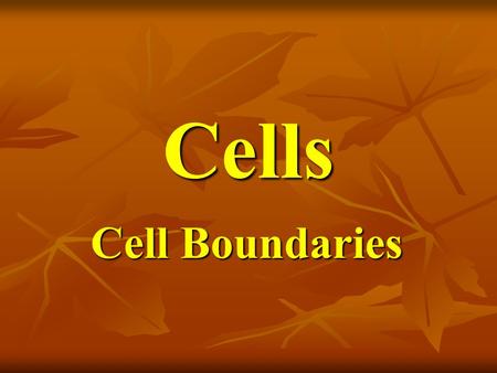 Cells Cell Boundaries.