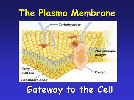 The Plasma Membrane Gateway to the Cell.