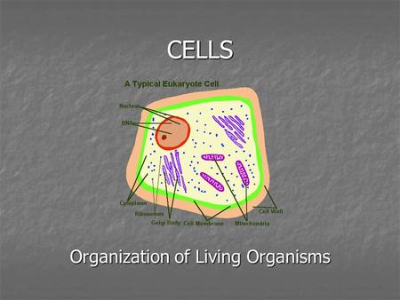 Organization of Living Organisms