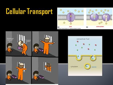  *Remember* - regulates what moves in and out of the cell  Cells transport various molecules ( water, ions, salts, carbohydrates, lipids, proteins,