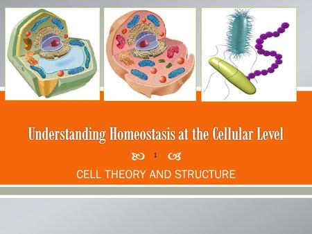 Understanding Homeostasis at the Cellular Level