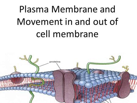 Plasma Membrane and Movement in and out of cell membrane.