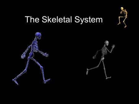 The Skeletal System.