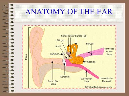 Mrs. Jameson ASL ANATOMY OF THE EAR Mrs. Jameson.