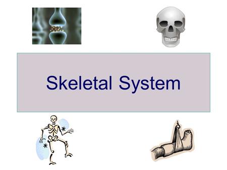 Skeletal System. General Facts # of bones in the body: ??? 206 Bones : many different shapes and sizes.