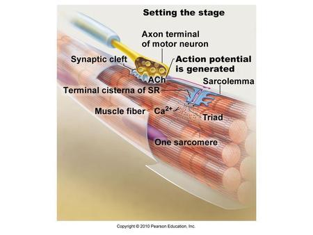 Contraction of Muscle Cell Action potential travels down sarcolemma along T-Tubules Calcium is released from SR Calcium binds to troponin  changes.