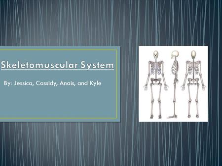 By: Jessica, Cassidy, Anais, and Kyle. The skeletomuscular systems function is to act as the framework for tissues and organs to attach themselves to.