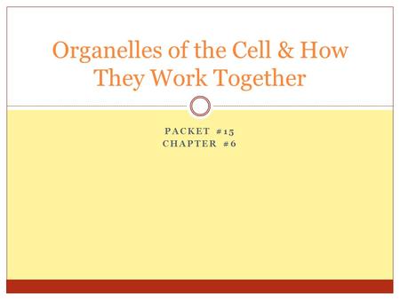 Organelles of the Cell & How They Work Together