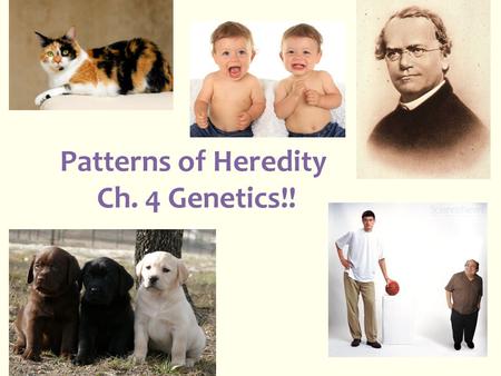 Patterns of Heredity Ch. 4 Genetics!!