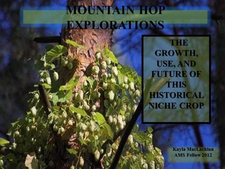 MOUNTAIN HOP EXPLORATIONS THE GROWTH, USE, AND FUTURE OF THIS HISTORICAL NICHE CROP THE GROWTH, USE, AND FUTURE OF THIS HISTORICAL NICHE CROP Kayla MacLachlan.