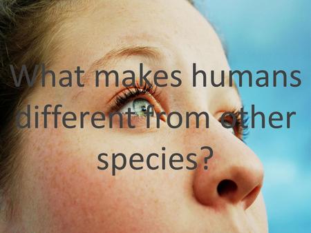 What makes humans different from other species?. Particularly chimpanzees, or gorillas, our closest ancestors.