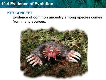 Evidence for evolution in Darwin’s time came from several sources.