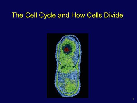 The Cell Cycle and How Cells Divide