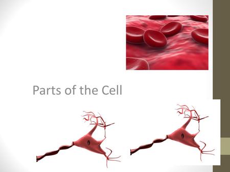 Parts of the Cell. Prokaryotic Cells (b) A thin section through the bacterium Bacillus coagulans (TEM) Pili: attachment structures on the surface of some.