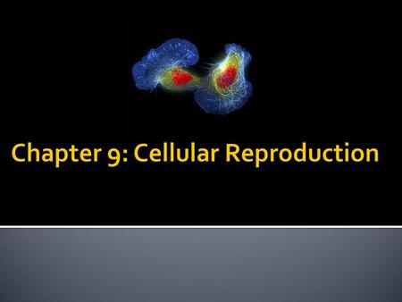  Between cell divisions DNA is not tightly coiled into chromosomes-called chromatin  Regions uncoil to be read to direct cell’s activities  Prokaryotes.